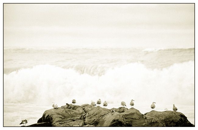 photo "Seagulls" tags: nature, travel, Europe, wild animals