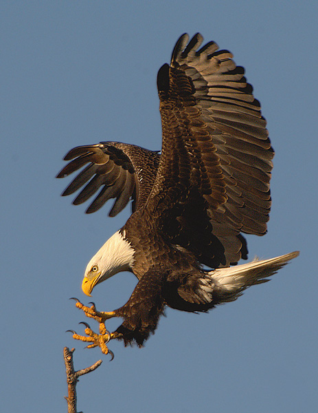 photo "The eagle is landing" tags: nature, wild animals