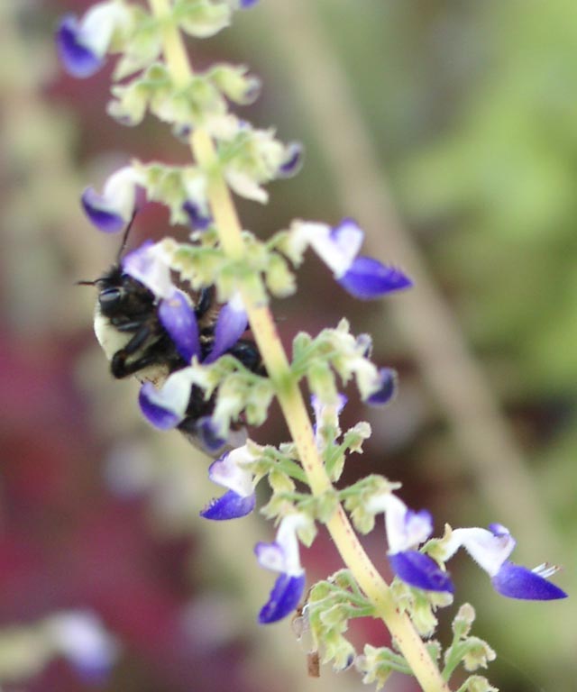 фото "Bee Still" метки: макро и крупный план, природа, насекомое