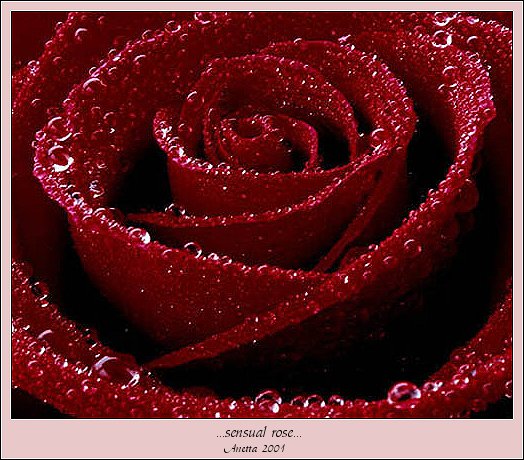 фото "...sensual rose..." метки: ню, макро и крупный план, 