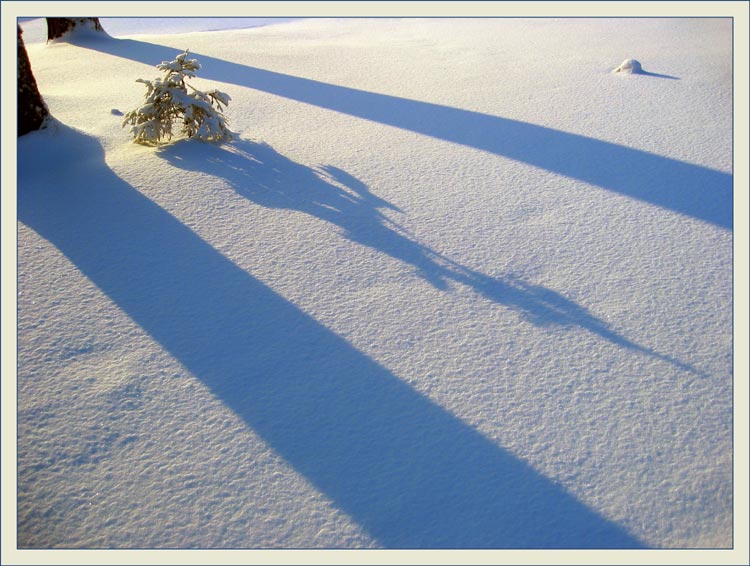 photo "Winter wood competitions of shadows" tags: landscape, forest, winter