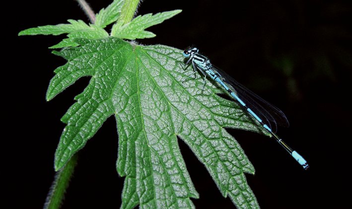 фото "Голубая стрекоза" метки: природа, насекомое