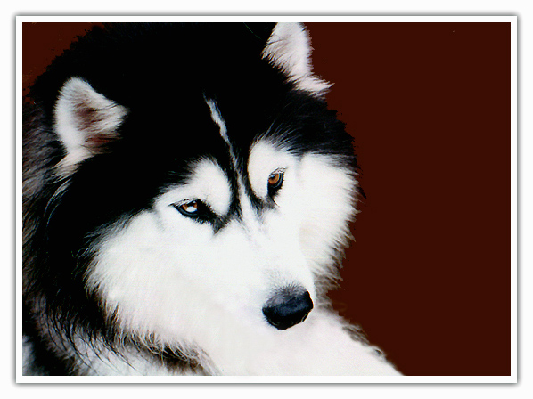 photo "HUSKY" tags: nature, pets/farm animals