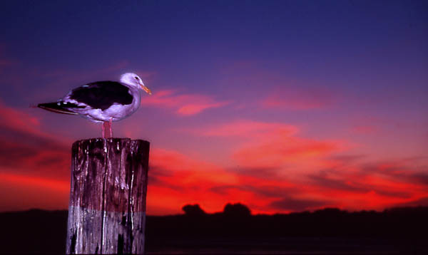 photo "Gull at Sunset" tags: nature, landscape, sunset