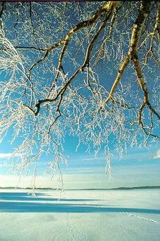 фото ""Winter in blue"" метки: природа, пейзаж, зима, цветы