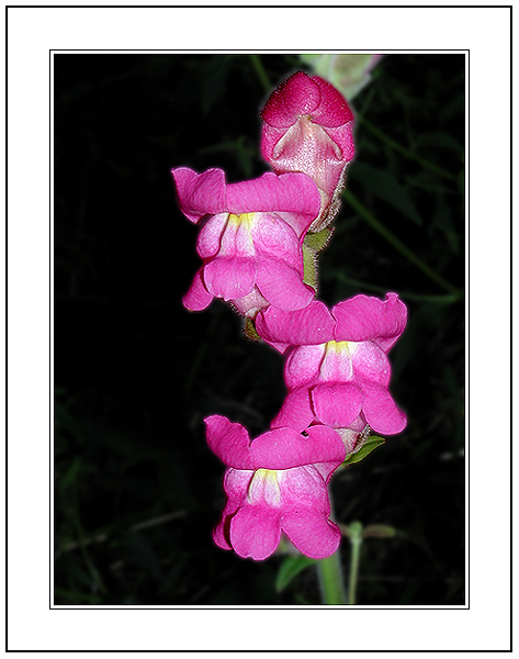 photo "Three Infants and a New-Born" tags: nature, macro and close-up, flowers