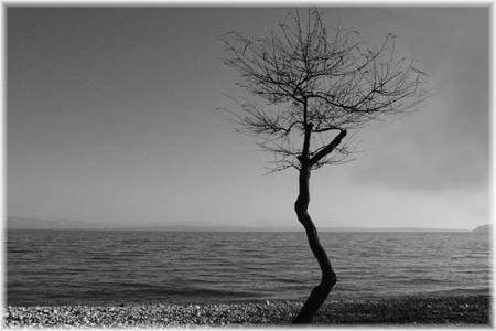 фото "solitude" метки: черно-белые, природа, цветы
