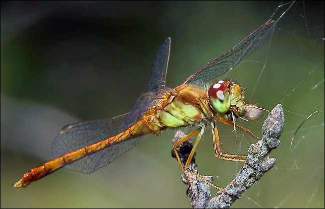 photo "Dragon Eating" tags: macro and close-up, nature, insect