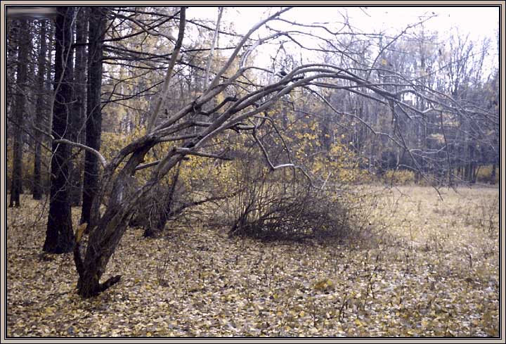 photo "walking in the october forest" tags: landscape, autumn, forest