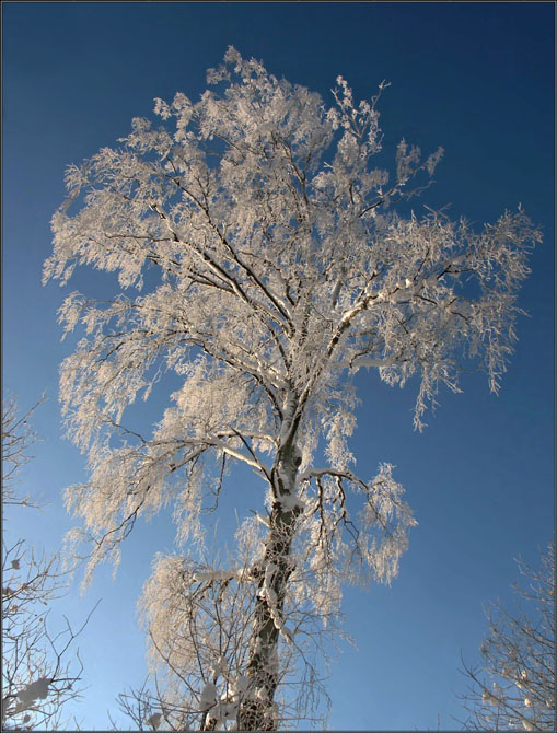 photo "Birch and Frost" tags: landscape, forest, winter