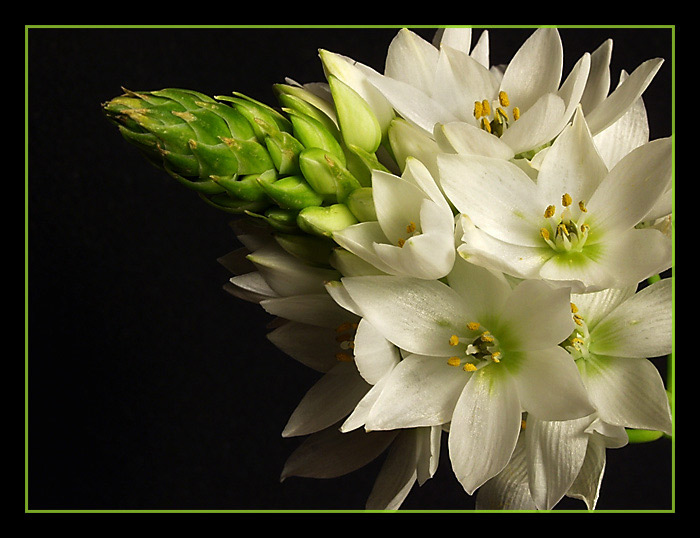 photo "White Ornithogallum..." tags: nature, flowers