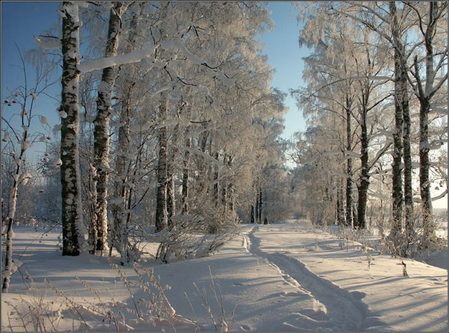 photo "Forest in the winter-8. A footpath" tags: landscape, forest, winter