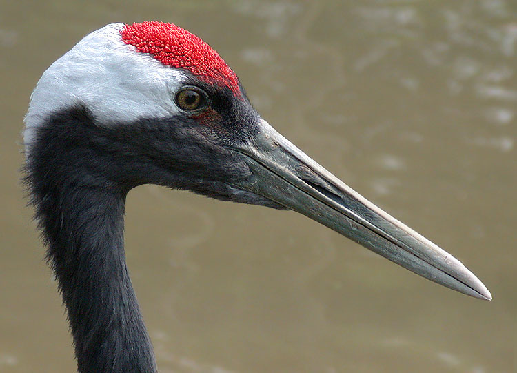 фото "Red-crowned crane" метки: природа, дикие животные