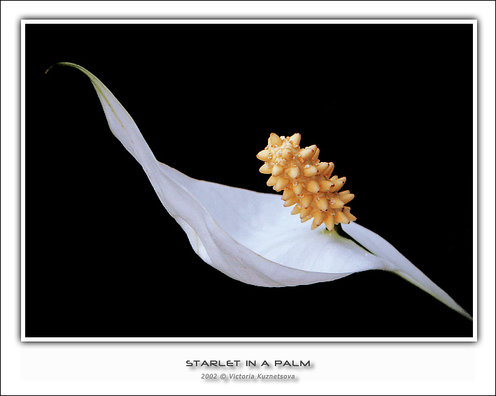 photo "Starlet in a palm" tags: macro and close-up, nature, flowers