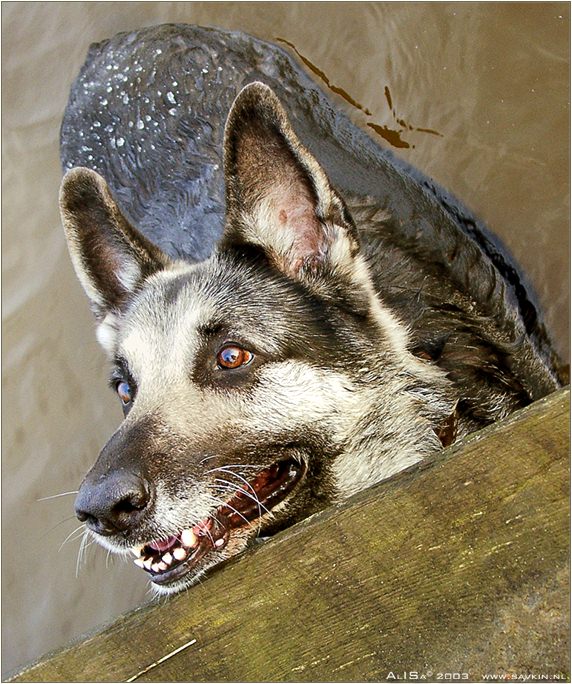 photo "Smile." tags: nature, portrait, pets/farm animals