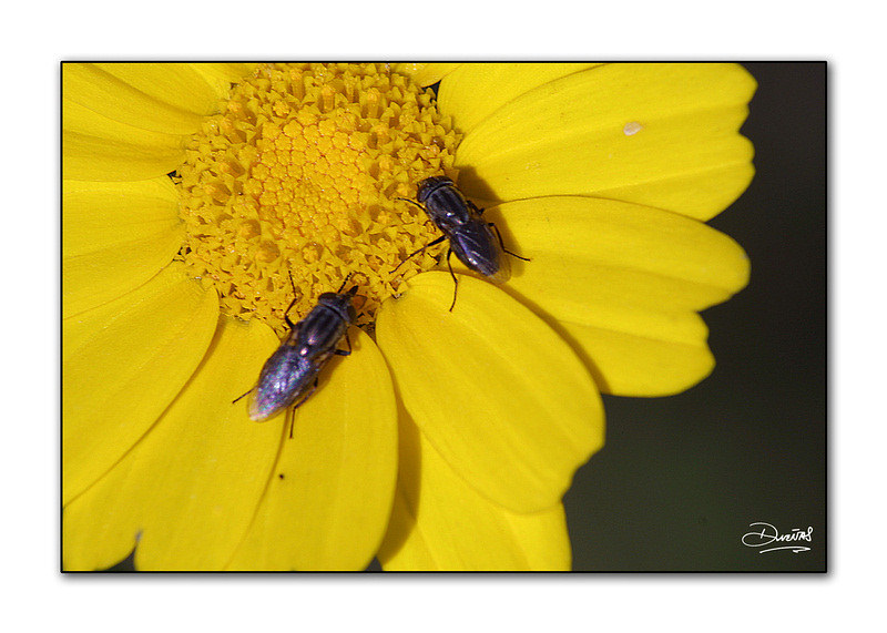 photo "Flies and daisy" tags: macro and close-up, nature, insect