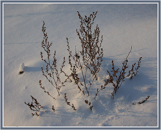 photo "Winter etude_2" tags: nature, landscape, winter