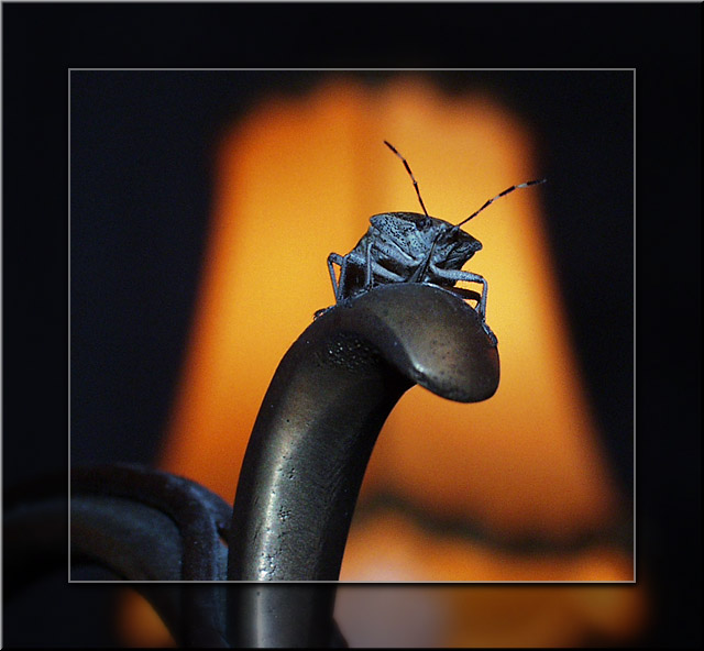 фото "АРТИСТ" метки: макро и крупный план, природа, насекомое