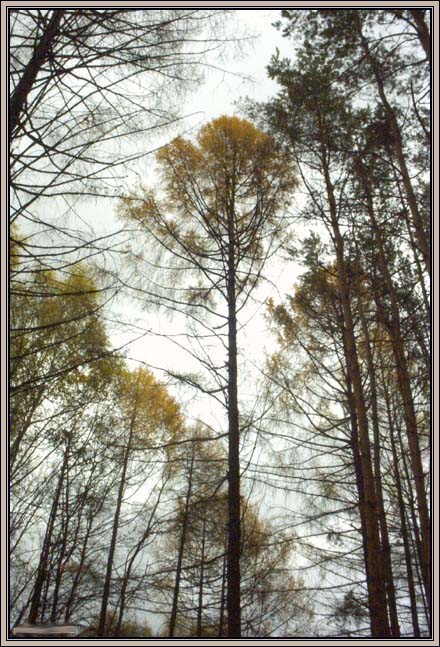 photo "walking in the october forest-2 (too sad photo-2)" tags: landscape, autumn, forest