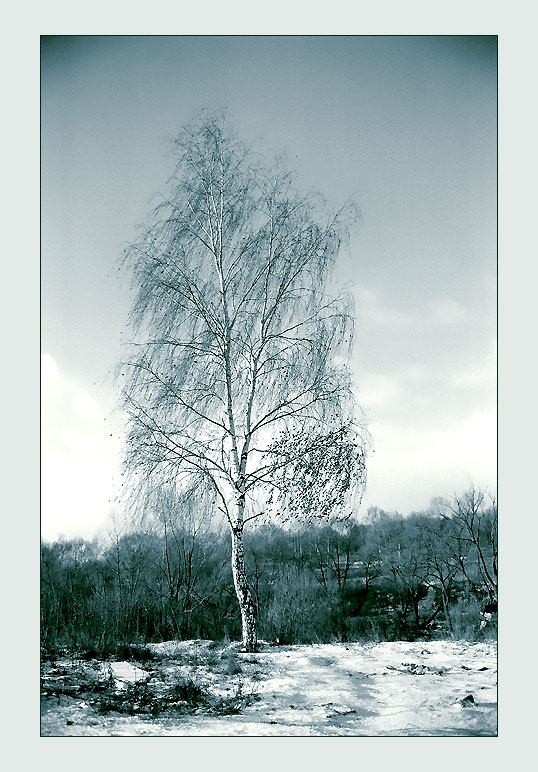 фото "Зимушка, зима..." метки: пейзаж, природа, зима, цветы