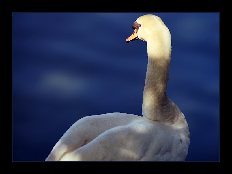 photo "Soft Beauty" tags: nature, pets/farm animals