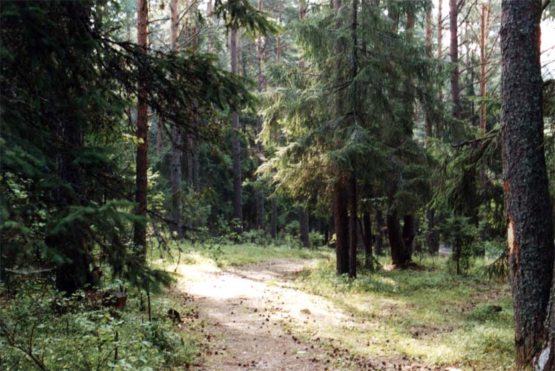 photo "...Morning in a forest..." tags: landscape, forest