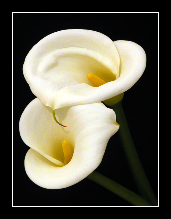 photo "White couple" tags: nature, flowers