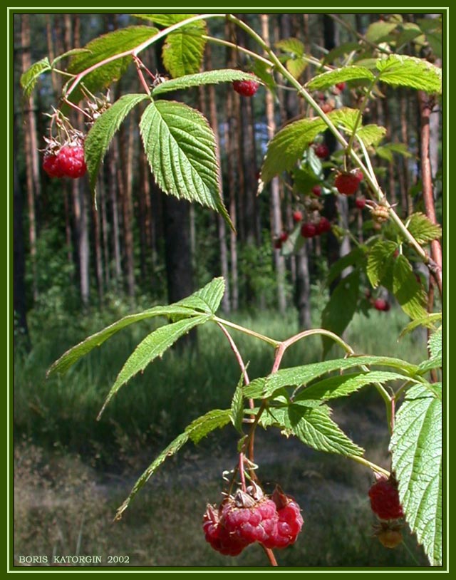 photo "Forest raspberry" tags: nature, landscape, flowers, forest