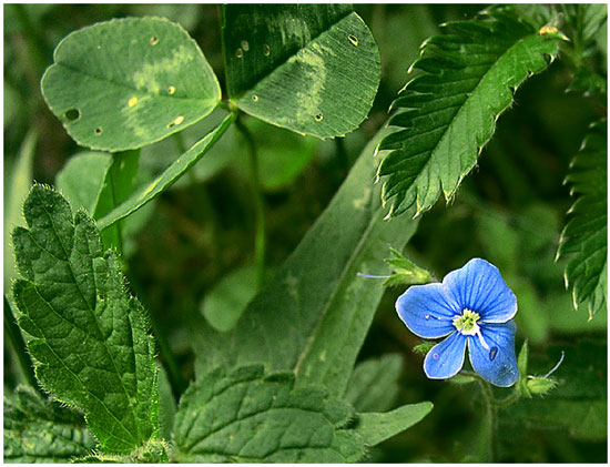 photo "Just a little blue" tags: nature, macro and close-up, flowers