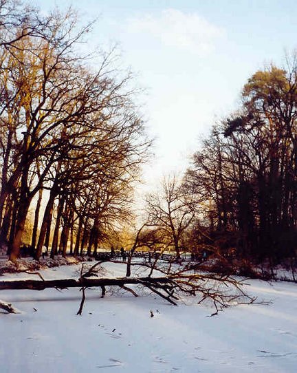 фото "Snow in Groenendaal" метки: пейзаж, зима