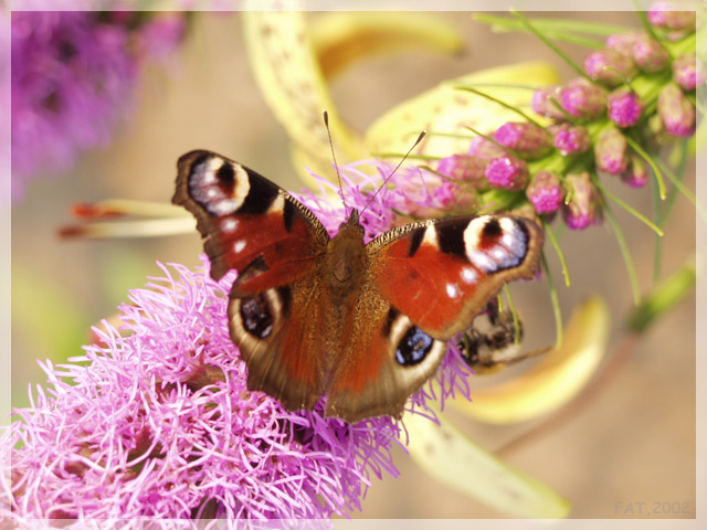 photo "Butterfly" tags: nature, insect