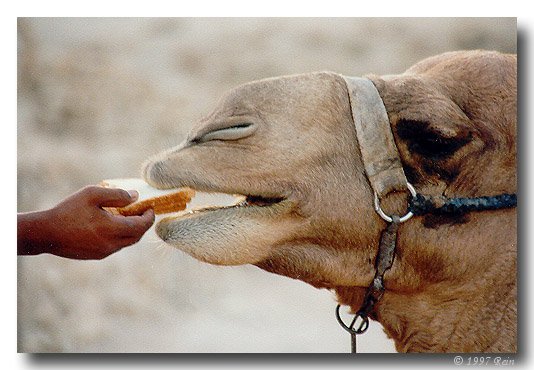 photo "Enjoy your meal!" tags: travel, humor, Asia
