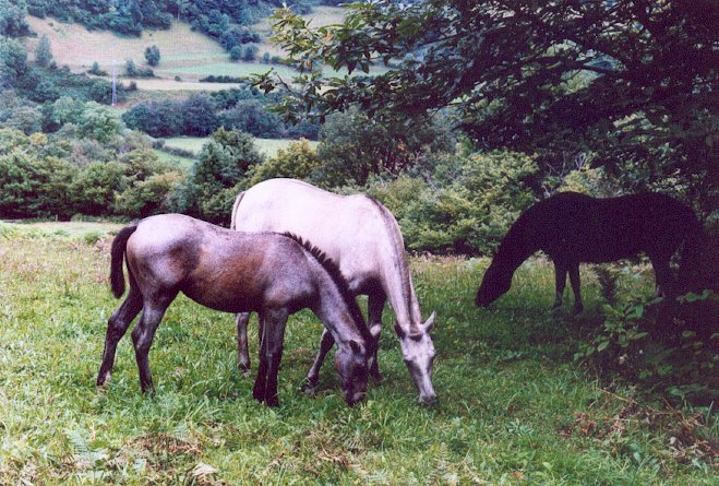 фото "Horses" метки: природа, домашние животные