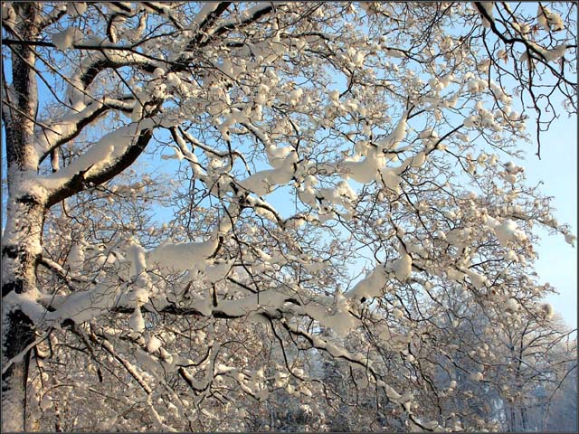 photo "Snow on the branches" tags: landscape, forest, winter