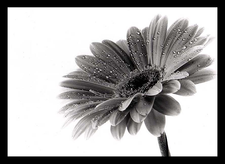 photo "Flower..." tags: nature, black&white, flowers