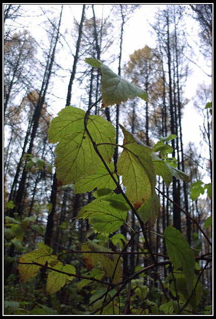 photo "walking in the october forest-6" tags: landscape, autumn, forest