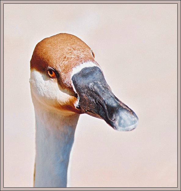 photo "Portrait of the goose" tags: nature, portrait, pets/farm animals