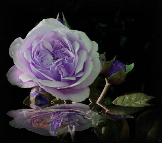 фото ""The blue rose"" метки: фотомонтаж, 