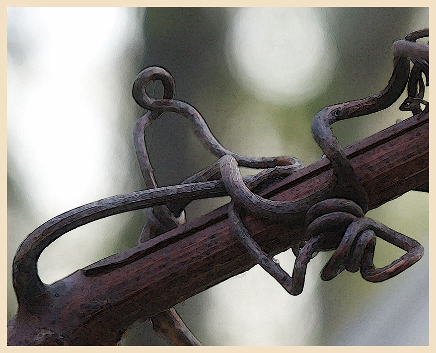 photo "climbing" tags: nature, flowers