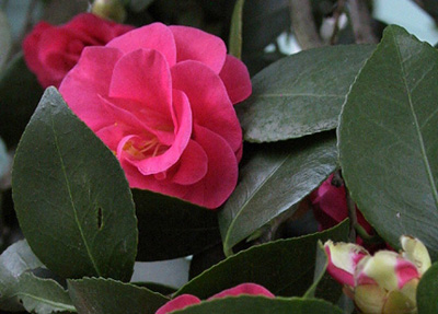 photo "Carol`s Camillia" tags: nature, macro and close-up, flowers