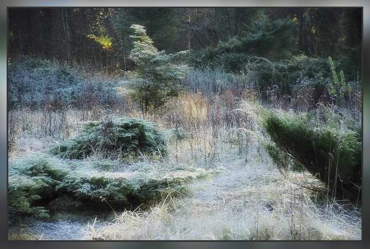 фото "Сказки зимнего леса 2" метки: пейзаж, лес