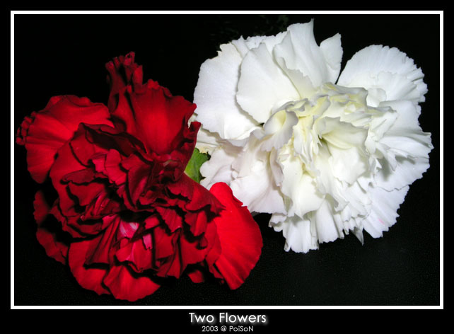 photo "Two Flowers" tags: nature, macro and close-up, flowers