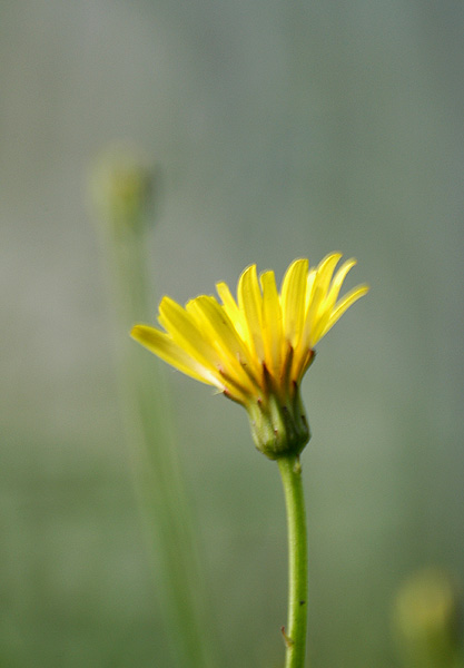 photo "Yellow Flower" tags: macro and close-up, 