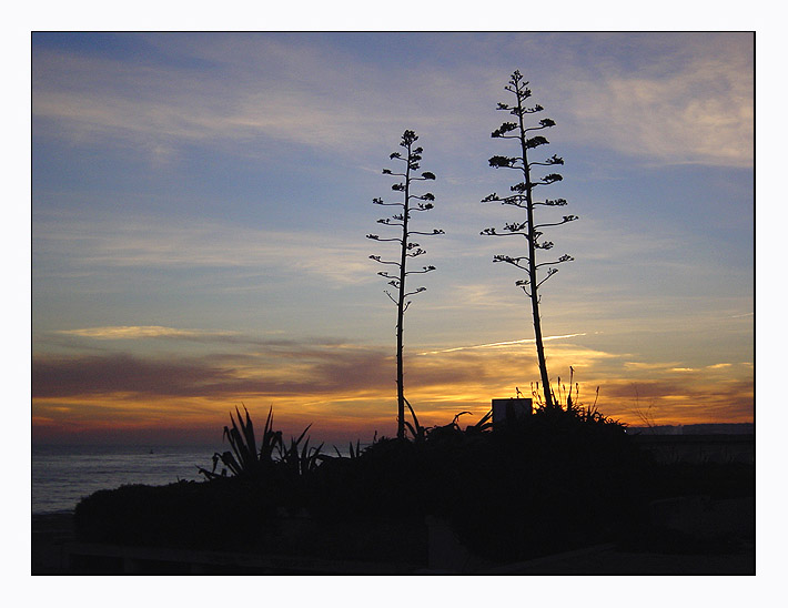 photo "two lonely trees" tags: landscape, sunset