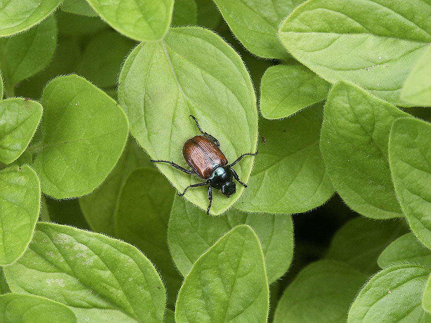 photo "oregano forest" tags: nature, wild animals