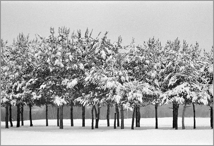 photo "Winter motives" tags: landscape, forest, winter