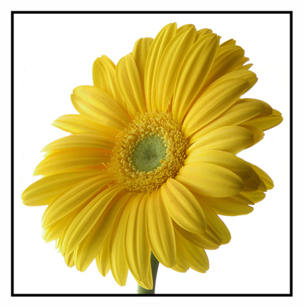 фото "Yellow Flower" метки: макро и крупный план, натюрморт, 