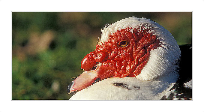 фото "Ugly Duck" метки: природа, путешествия, Европа, домашние животные