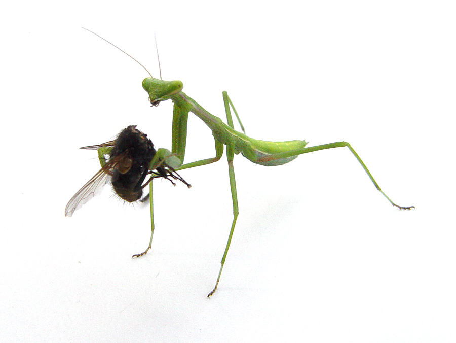 photo "Praying Mantis/Fly" tags: nature, insect