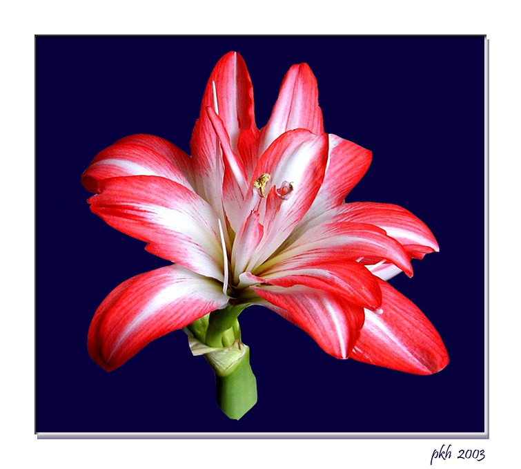 фото "Red and white flower" метки: природа, цветы